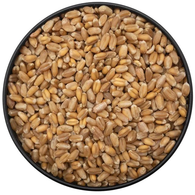 Freshly Harvested Wheat Grain With Healthy Wheat Kernels And Premium Bulk Quality - Image 3