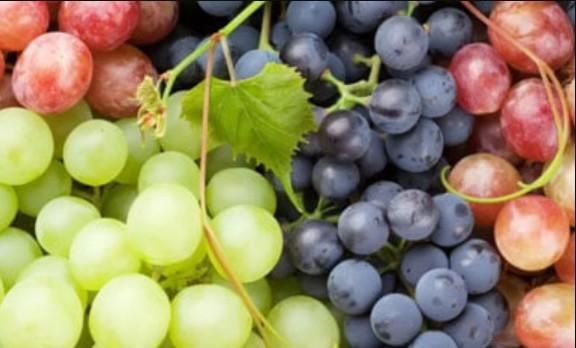 FRESH GRAPES Color Natural, Uniform Condition Fresh, Handpicked Grade Premium / Export Quality Texture Firm, Sweet, Juicy, Firm - Image 1