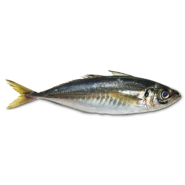Frozen Mackerel Fish Premium Ocean Harvest With High Protein Content And Fresh Frozen Processing For Export Markets - Image 2