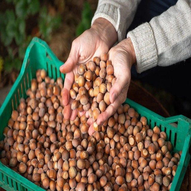 Wholesale Hazelnuts Bulk Premium Fresh Natural Hazelnuts Available For Factory Export Direct Supply Competitive Price - Image 5