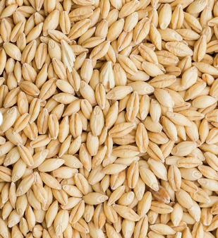 Barley Grains Premium Barley Seeds/animal Feed Barley/bulk Barley Grains Malted Barley Malt Grain for Sale - Buy Thailand - Image 2