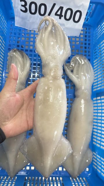 Natural Frozen Squid Whole Body Seafood Frozen Squid For Retail Packaging Food Preparation And Export Distribution - Image 2