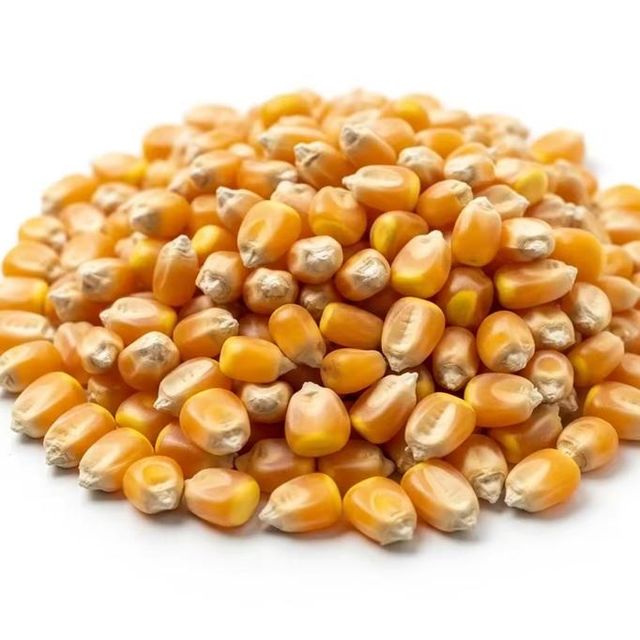 YELLOW CORN for Human Consumption & Animal Feed - Image 1