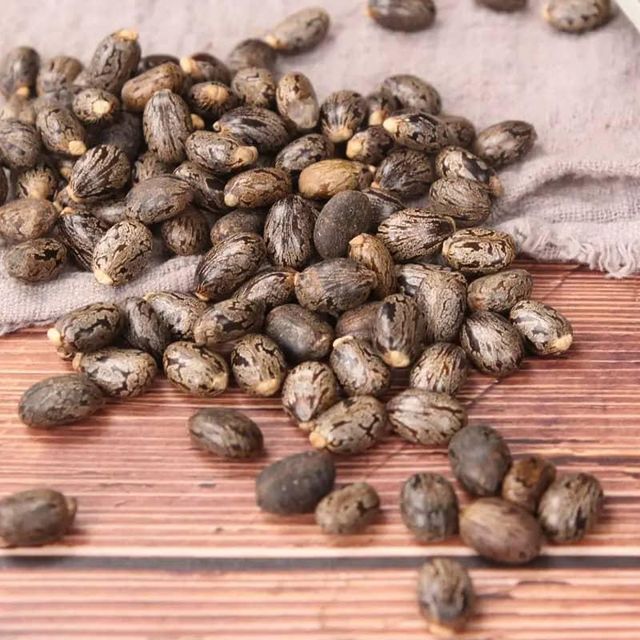 Premium Grade Castor Seeds High Oil Content Industrial & Medicinal Use Bulk Export whatsap +255762500052 - Image 3