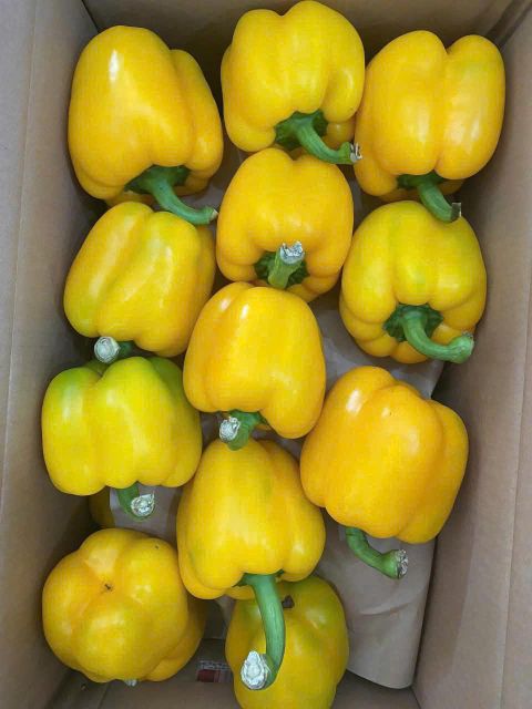 Yellow, red and green Capsicum Form Uniform Quality GOOD Size 140-350gr Origin Vietnam Grade CLASS A & B Weight (kg) 140-350gr - Image 3