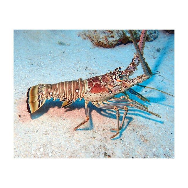 Frozen smooth tail lobster with firm meat for global buyers - Image 2