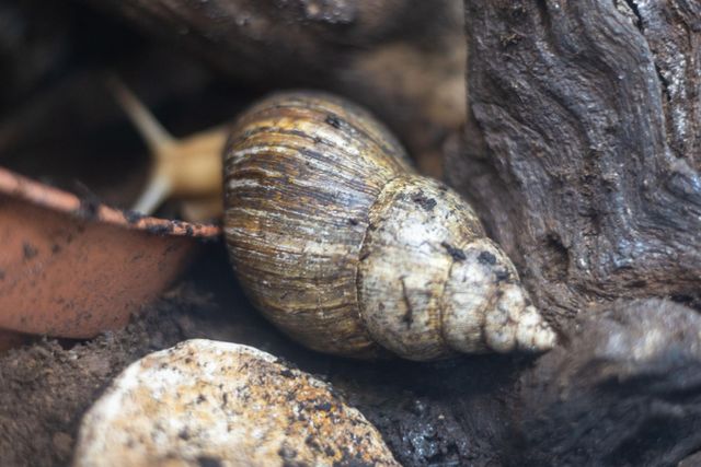 With Excellent Growth Rate At Cheap Price Farm Fresh Live African Snail Ready For Sale - Image 3