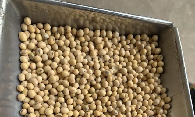 New 100% fresh high quality organic soybeans grow from Vietnam Organic Dried Yellow Soybeans For Sale - Image 3
