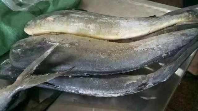 Frozen Mahi Mahi Fish Boneless Portion Cuts Offering Clean Quality And Uniform Sizing For Wholesale Distribution - Image 4