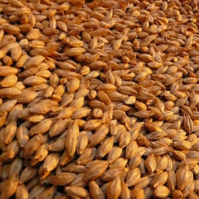 Bulk Barley Grain With Natural Aroma Premium Barley Grain Ideal For Food Manufacturers And Export Buyers - Image 3