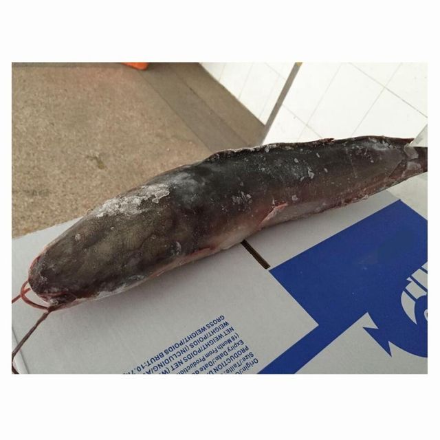 Premium Frozen Catfish Whole Round Export Quality Seafood With Natural Freshness For International Wholesale Markets - Image 2