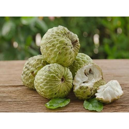 Fresh custard apple with high quality and good price , VIETGAP for export ready to shipping EU , US, ASIA Market - Image 4