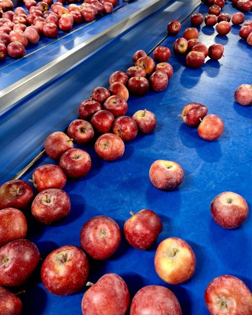 Quality TopRed Apples exporter in South Africa - Image 3