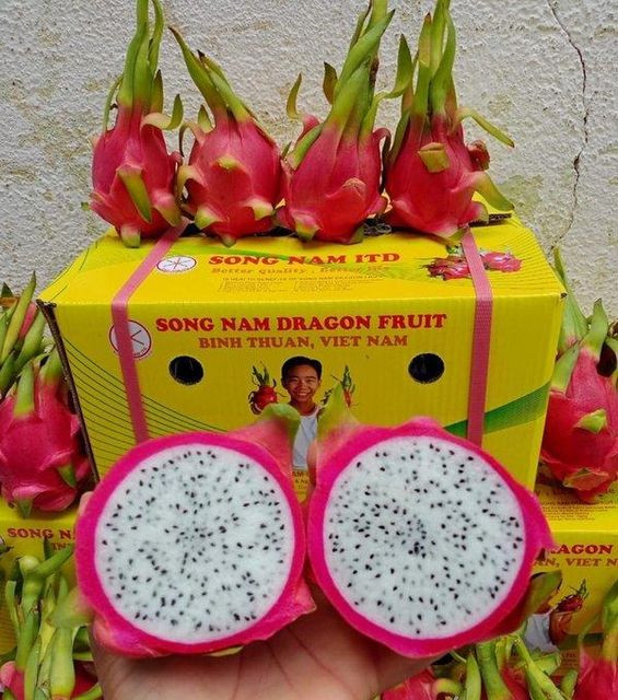 Song Nam ITD expands Vietnamese fresh dragon fruit export business in India. - Image 4