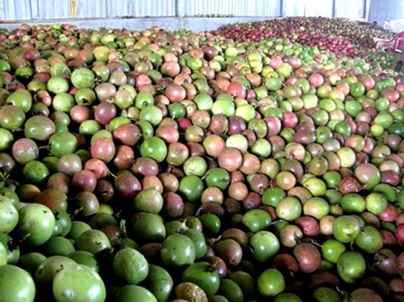 Vietnamese Passion fruit fresh has a mild sour taste, rich vitamin C and is exported to EU, ASIA, US and other markets - Image 4