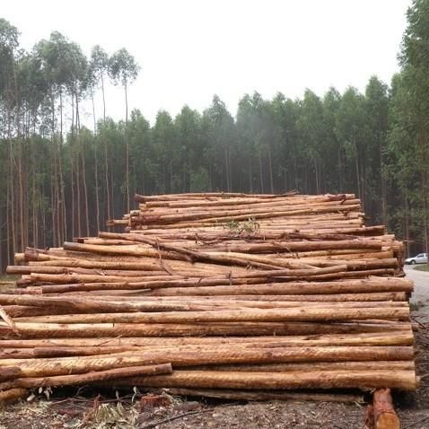 Beech logs 3m+/30cm+ FOR SALE - Image 4