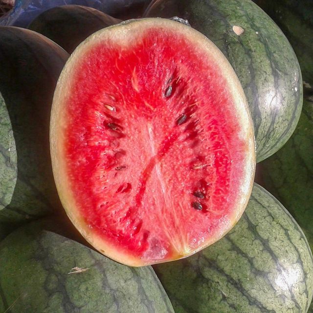 Seasonal Farm Harvest Fresh Watermelon Packed In Export Cartons With Reliable Quality Checks - Image 3