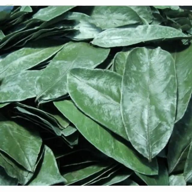 Dried Soursop Leaves, A - Image 1