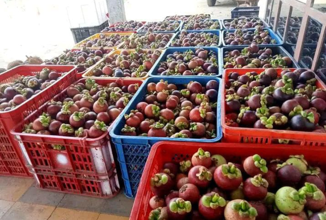 Mangosteen Fresh Fruit Size A6,A5,A4,A3 Grade Super grade Packaging Basket or Box Production Source Indonesia Quality Assurance Guaranteed - Image 2