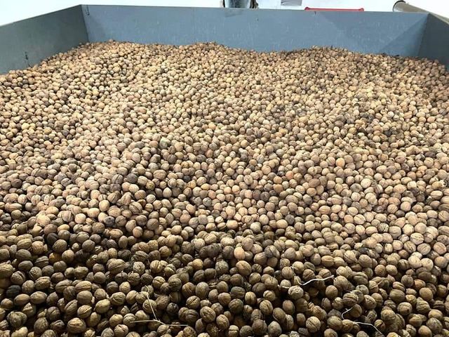 Professional Cheap Shelf Life12 Months Tasty Walnuts Fresh Shelled Thin-skinned Walnuts whatsapp +255787979235 - Image 4