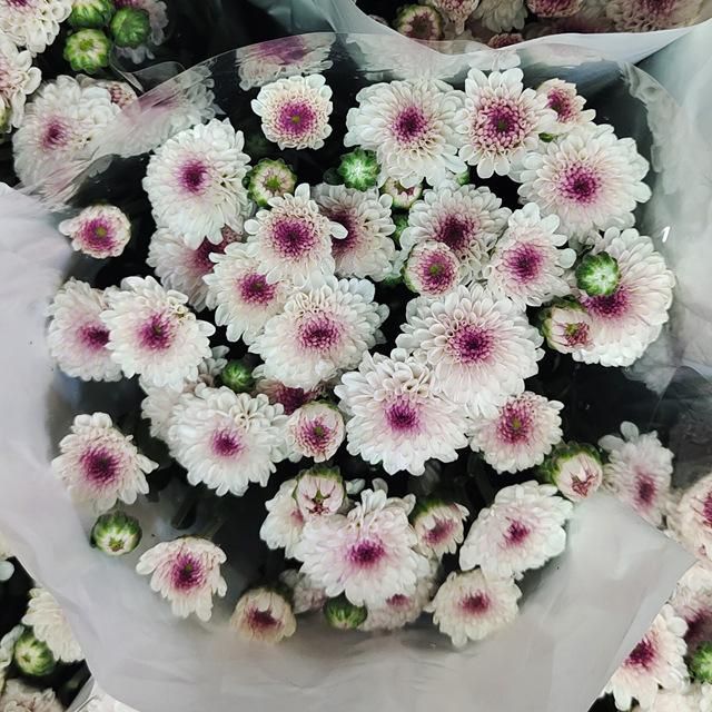 fresh cut flower supplier from China Color Colorful Form Fresh Cut Shelf Life Best Quality Weight Per Bundle 0.5kg Brand Name Millionsflower - Image 1