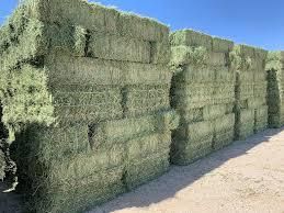 Alfafa Hay Shelf Life 2 YEARS Place of Origin - Image 3