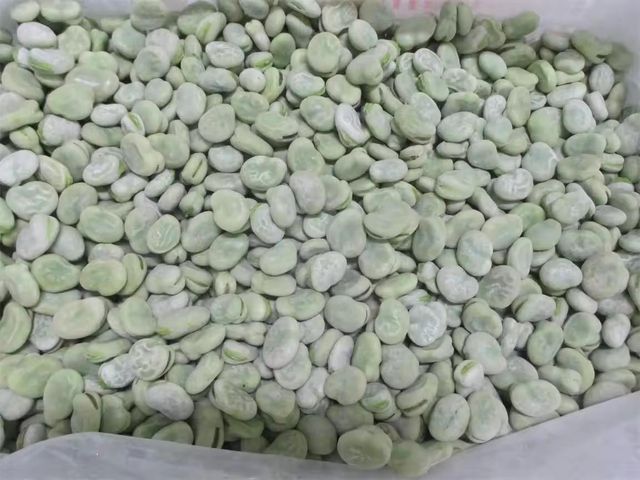 Wholesale IQF Frozen Peeled Broad Beans Grade A - Image 3