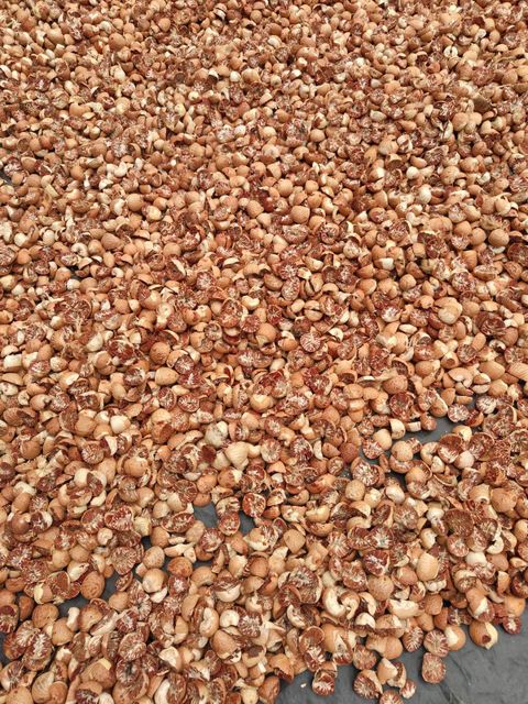 Betel nut - Image 3