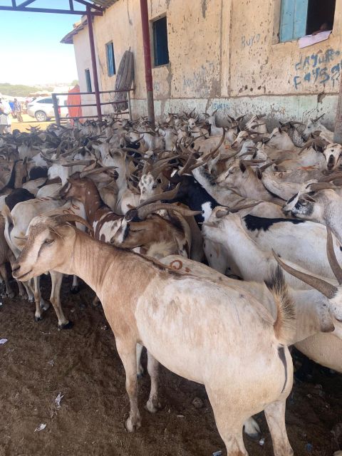 LIVE GOAT Grade Grade 1 Quality Export Quality - Image 1