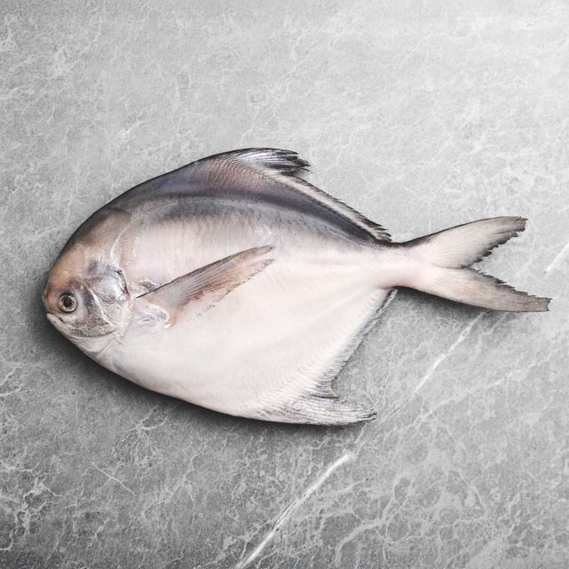 Frozen Silver Pomfret Fish Wild Marine Harvest Processed For Bulk Seafood Purchasing And Retail Distribution - Image 4
