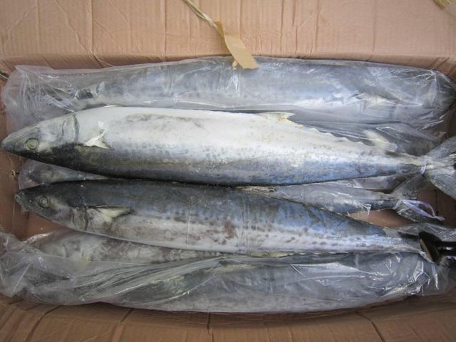 Frozen Atlantic Mackerel Fish Rich In Omega 3 100% Frozen Seafood Choice For Importers And Wholesale Buyers - Image 4