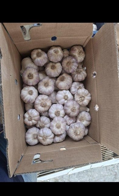 Garlic – product photo 4, product detail gallery