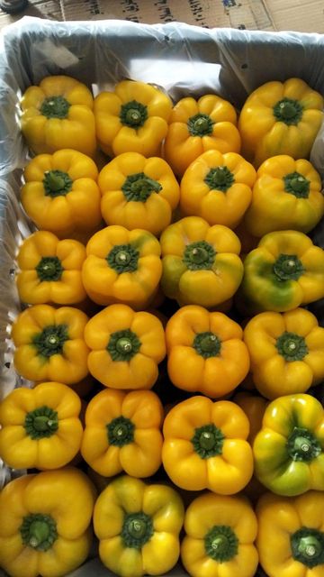 Premium Fresh Mixed Bell Pepper (Red & Yellow) - Export Quality - Image 1