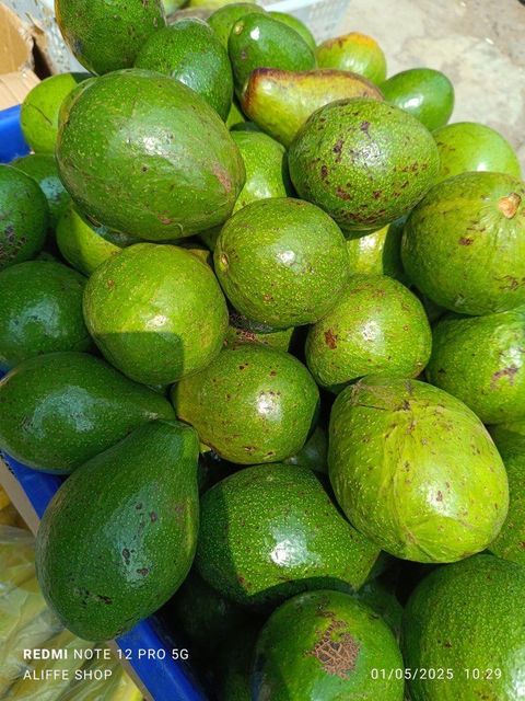 "Alpukat Mentega ( butter avocado ) " - Image 1