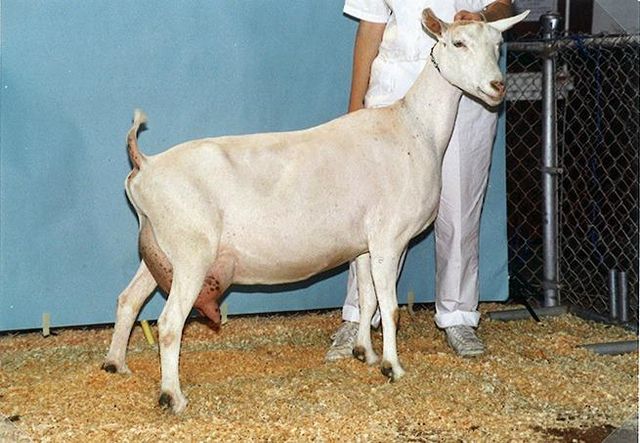 Superior Live Milking Saanen Goats Farm Raised Healthy Dairy Livestock With Excellent Milk Output Cheap Price Offer - Image 4