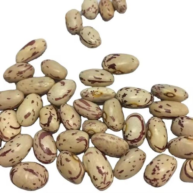 High Quality Dried Mottled Pinto Beans 25kg Food Grade in Bulk Packaging - Image 1