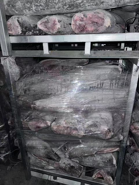 Frozen Oilfish hgt - Image 2