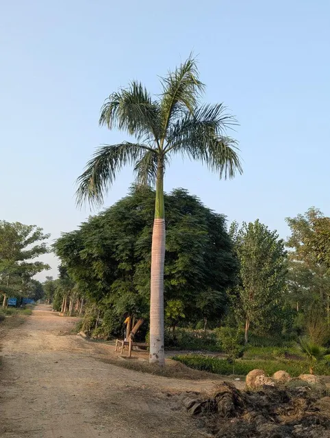 Royal palm beautiful and healthy plants 6 mitre clear trunk stock availableal most 100 plants available here - Image 3