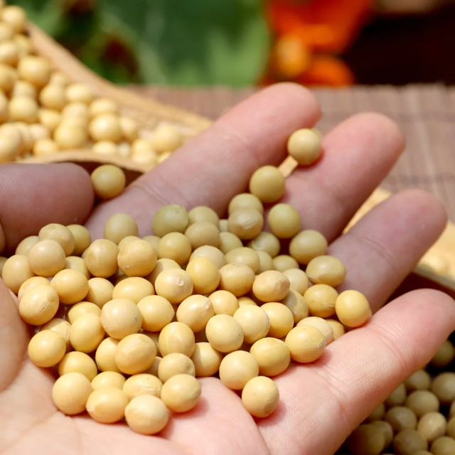 Premium Organic Soybeans – Non-GMO High Protein Food Grade Bulk Supply ready for delivery - Image 3
