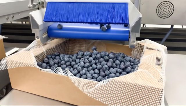 Blueberries – Fresh Premium from Northern Morocco - Image 3