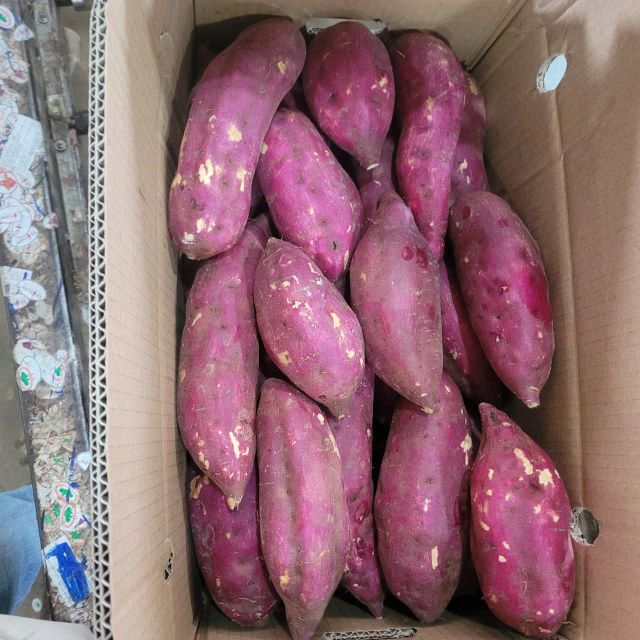 YELLOW SWEET POTATO - Image 4
