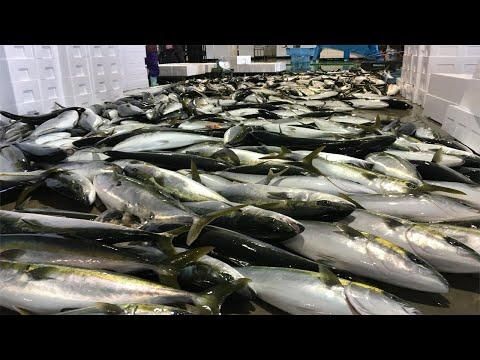 Buri / Hamachi (Yellowtail Amberjack) Moisture ≤ 75% Protein 18 – 22% Type Farm-raised (aquaculture) Texture Firm, Oily, And - Image 1