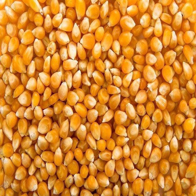 High Quality Yellow Corn Maize 25kg 50kg Export Grade Clean Whole Kernels Rich Nutrition Ideal For Poultry Feed Livestock And Milling Industry Buy Today Fast Delivery Premium Quality Wholesale - Image 3