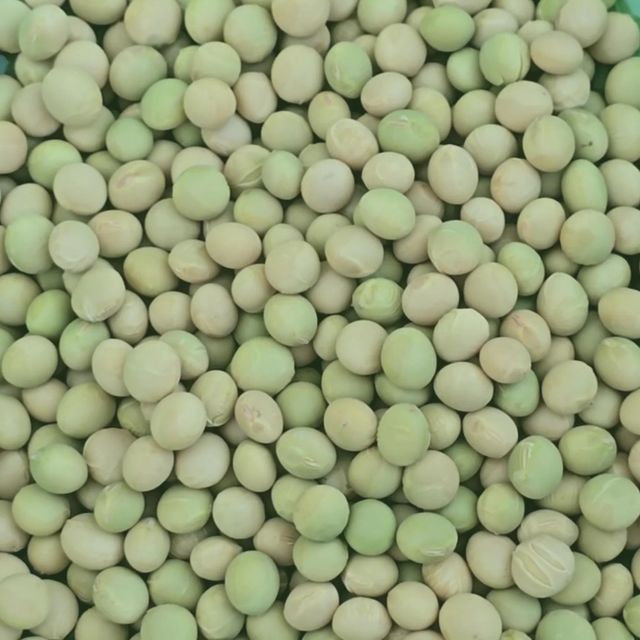 Soybean Seed For Food With Balanced Nutrient Composition Clean Appearance And Reliable Supply For International Buyers - Image 4