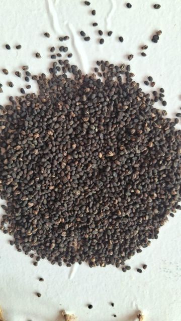 Babchi seeds (Psoralea corylifolia) Type Seeds Active Ingredient Bakuchiol Instruction for use Oil extraction Extraction Method Solvent Extraction - Image 1