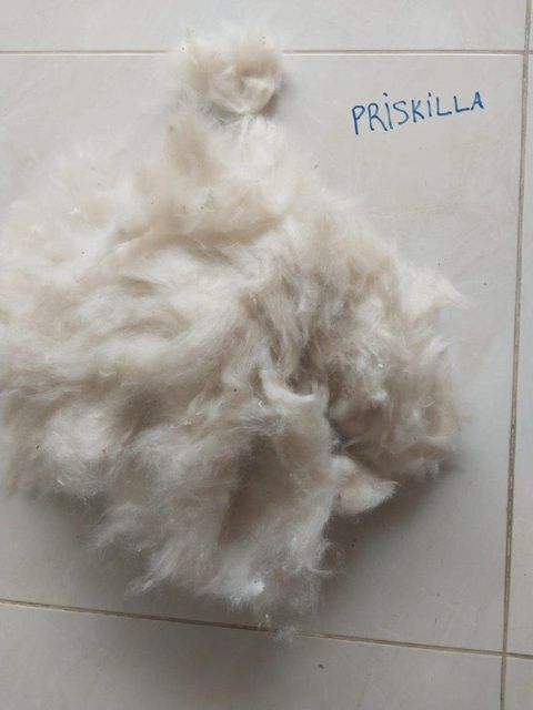 Kapok Fiber - Image 3