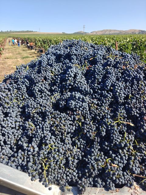 Noble N5 red blend vintage 2022 14,5%Alc still premium wine Color Mysterious Dark Ruby Serving Temperature 16 - 18°c Maturity Period 9 To 12 Months - Image 2