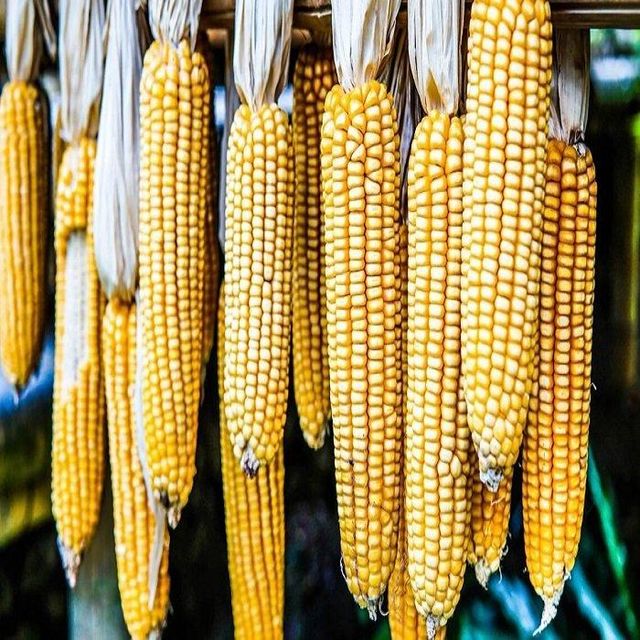Fresh harvested yellow maize for international bulk export - Image 4