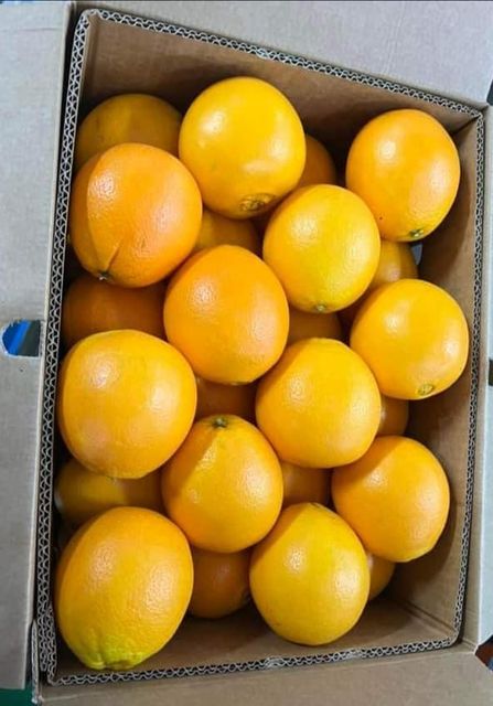 Fresh Sweet Navel Oranges Seedless class 1 exporty quality! New crops 100% organic - Image 3