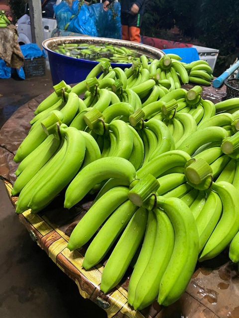 Cavendish banana - Pathumthani, Thailand - Image 2